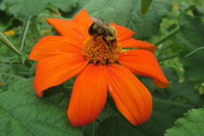 torch-tithonia